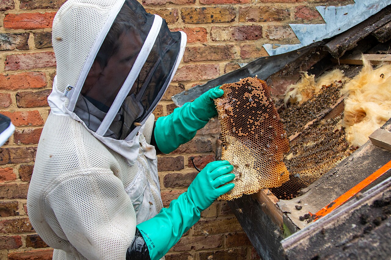 Professional Structure Bee Removals & Live Cutouts