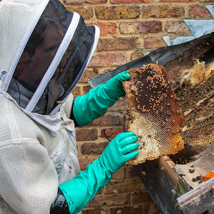 Professional Structure Bee Removals & Live Cutouts