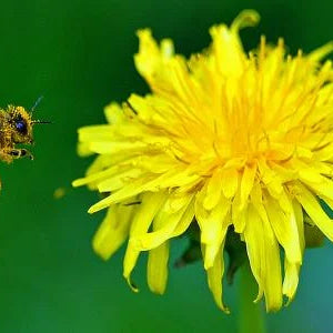Beyond the Yellow Carpet: What Science Really Says About Dandelions and Your Bees