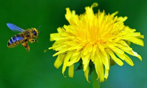 Beyond the Yellow Carpet: What Science Really Says About Dandelions and Your Bees