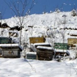 The Fuel and the Foundation: Why the Carb-Protein Balance is Life or Death for Winter Bees
