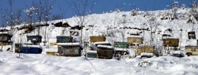 The Fuel and the Foundation: Why the Carb-Protein Balance is Life or Death for Winter Bees