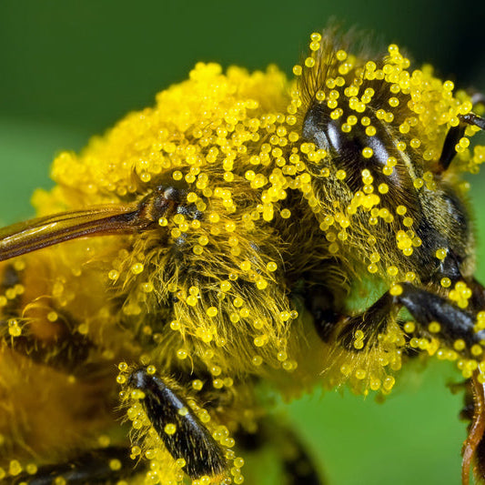 Fueling the Superorganism: The New Science of Honey Bee Nutrition