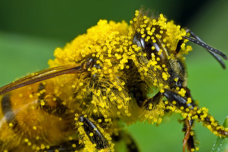 Fueling the Superorganism: The New Science of Honey Bee Nutrition