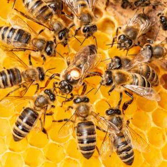 The Invisible Language: Why Biology and Pheromones are the Heart of Your Apiary