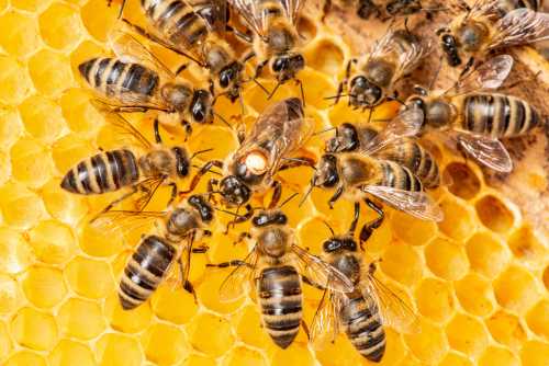 The Invisible Language: Why Biology and Pheromones are the Heart of Your Apiary