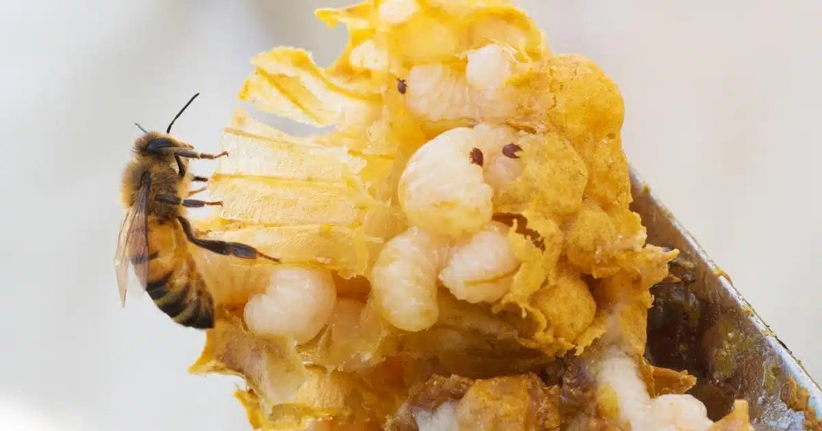 Winning the War Against Varroa: Scientific Strategies for the Modern Apiary