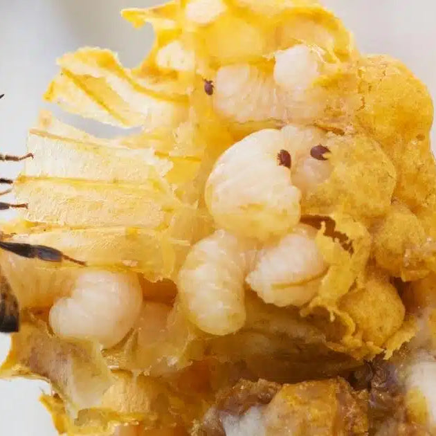 Winning the War Against Varroa: Scientific Strategies for the Modern Apiary