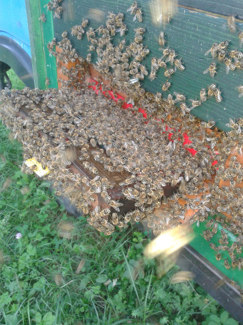 BeeWhisper 6.2 – Bienengift-Sammler