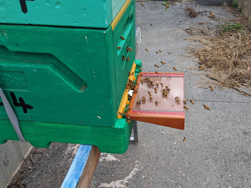 BeeWhisper 6.2 – Bienengift-Sammler