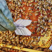 Ergonomic Queen Bee Catcher Clips (6 Pieces)