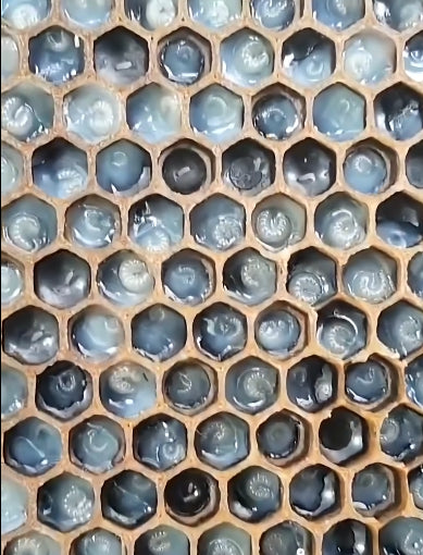 Close-up view of honeycomb cells showing developing larva for queen rearing process.