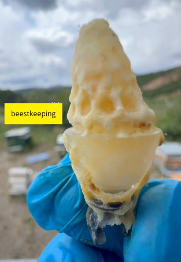 Image of a beekeepers hand holding a queen rearing cell from the BEESTKEEPING Queen Rearing & Royal Jelly Kit.