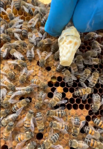 Close-up of bees surrounding a queen cell, demonstrating queen rearing process for bee breeders.