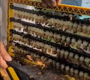 Beekeeping queen rearing process with a larval transfer kit displaying young larvae in a breeding frame