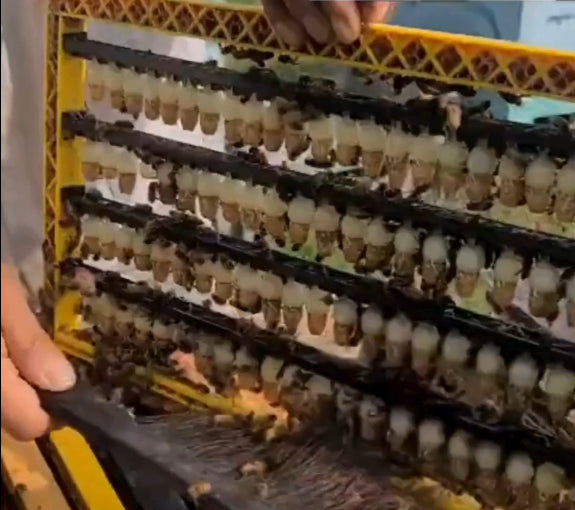 Beekeeping queen rearing process with a larval transfer kit displaying young larvae in a breeding frame