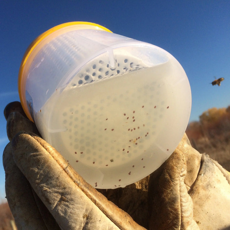 Varroa Mite Tester