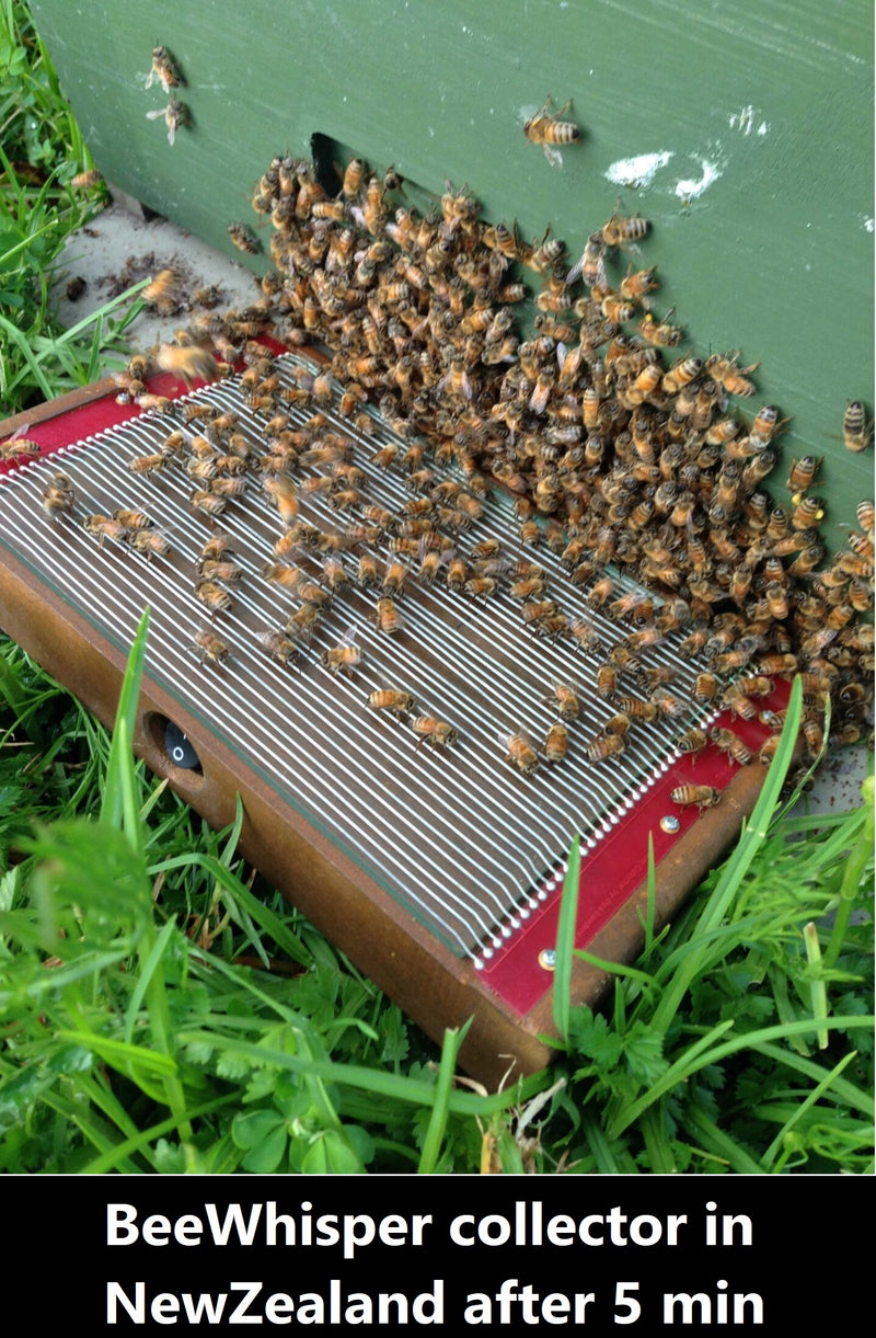 BeeWhisper 6.2 – Bienengift-Sammler