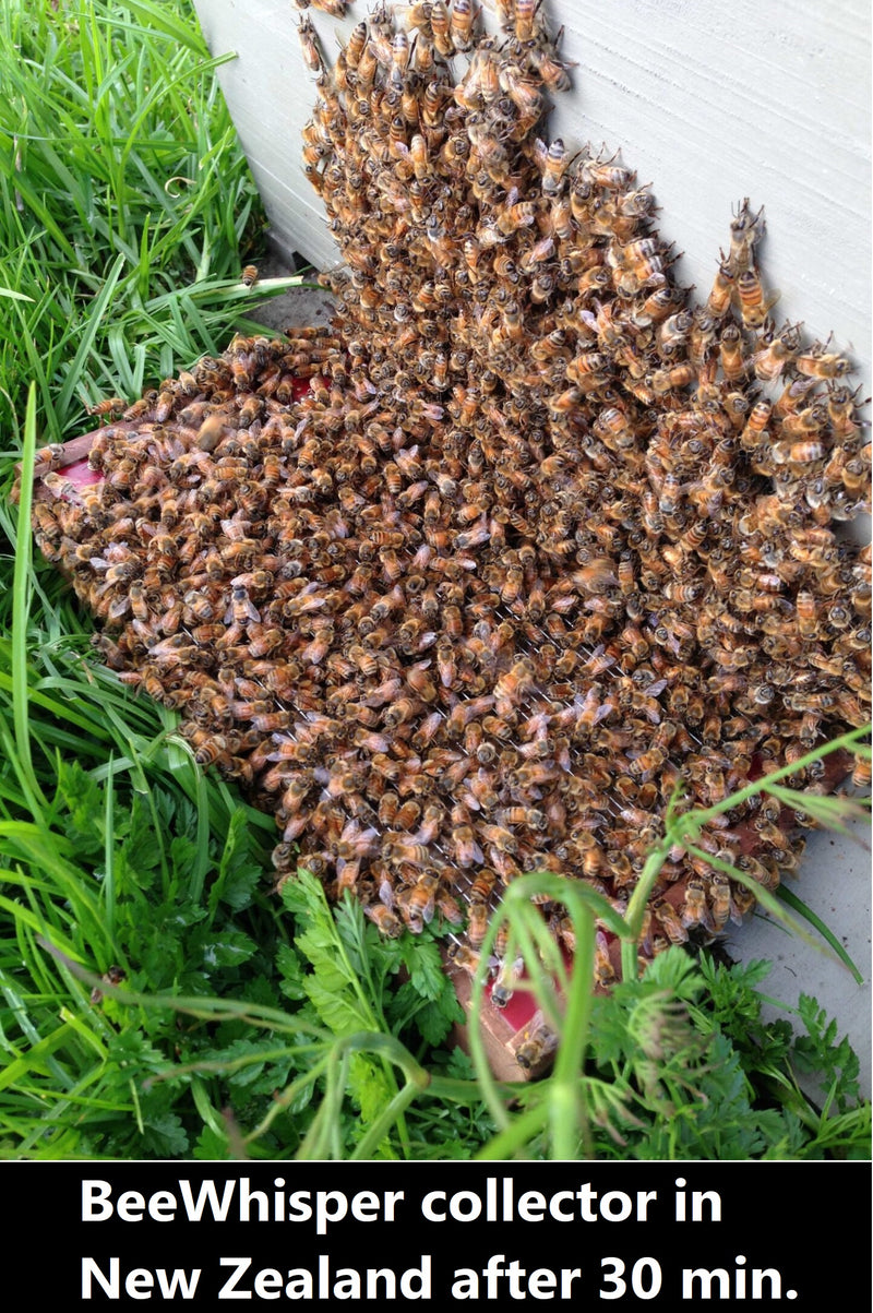 BeeWhisper 6.2 – Bienengift-Sammler