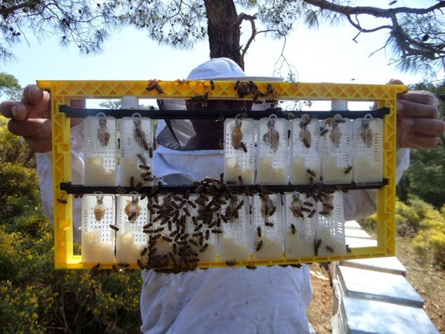 Spare Parts | 100 Pieces Queen Cage