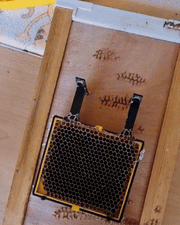 comb box larva of Queen Rearing Kit & Royal Jelly Kit by Beestkeeping-662 component professional beekeeping system.