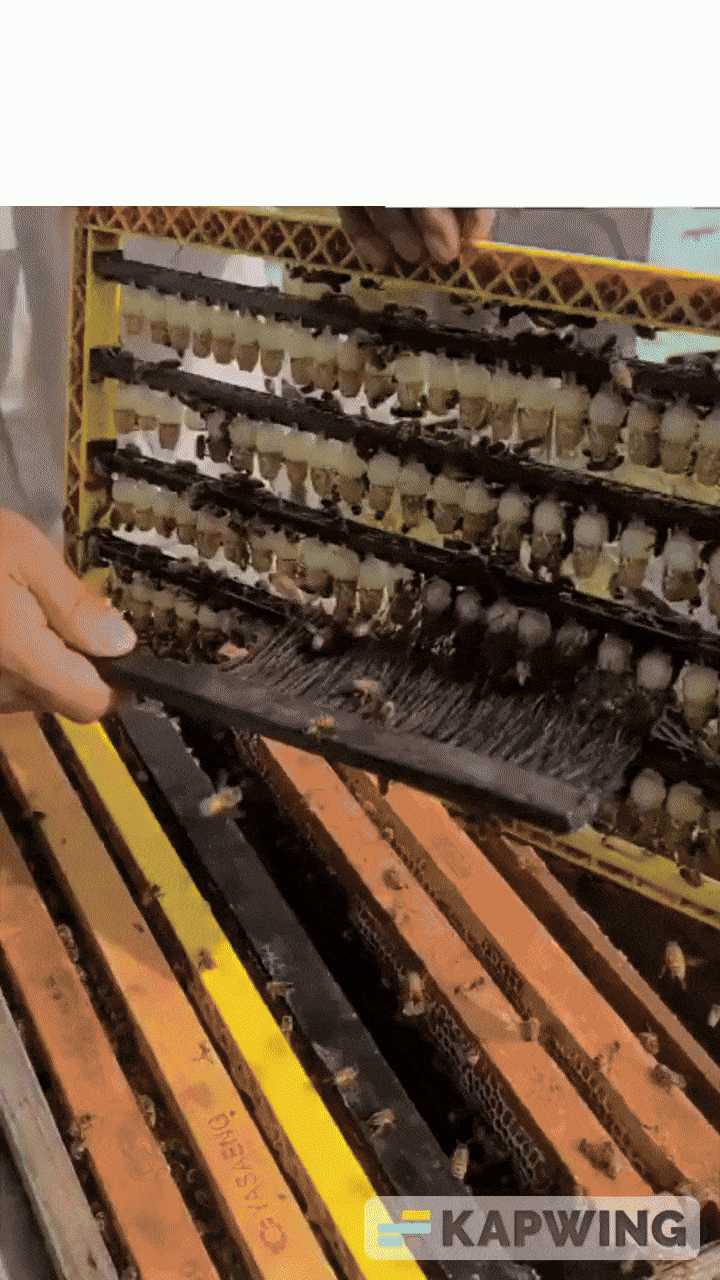 Queen Rearing Doesn’t Have to Be This Complicated