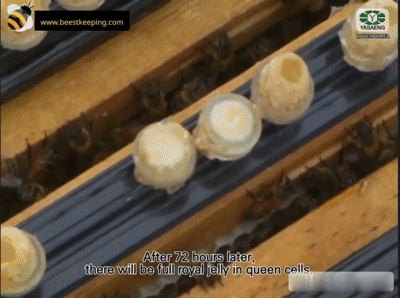 Stop Wondering Where to Start, Begin Producing Royal Jelly Today