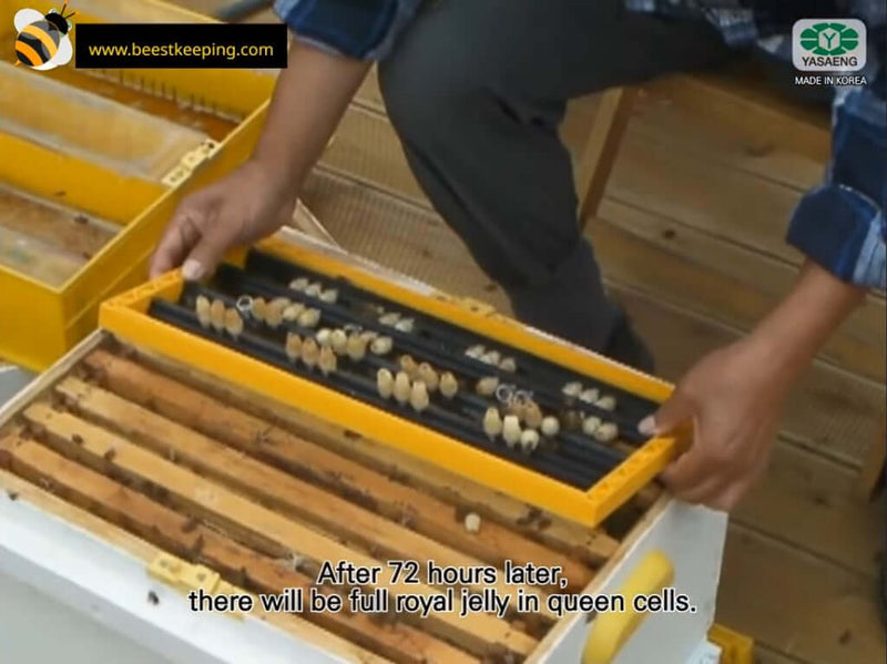 Queen Rearing Kit & Royal Jelly Kit by Beestkeeping-662 component professional beekeeping system6