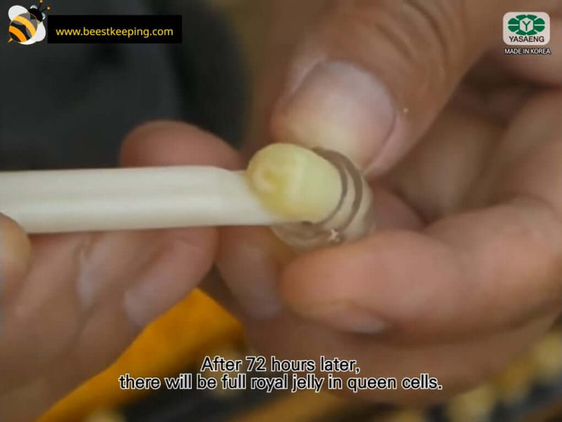 Person demonstrating queen rearing technique with larva in a queen cell, showing royal jelly production.