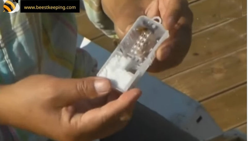 Spare Parts | 100 Pieces Queen Cage