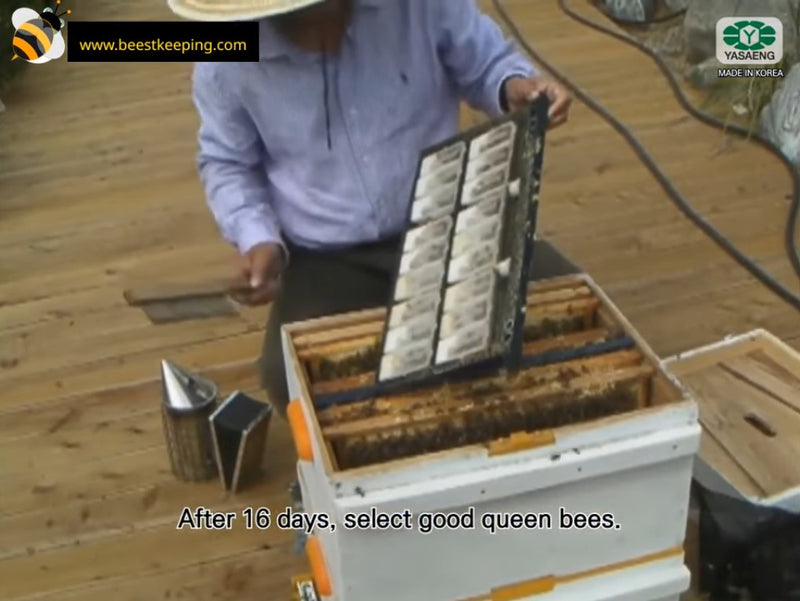 Spare Parts | 100 Pieces Queen Cage