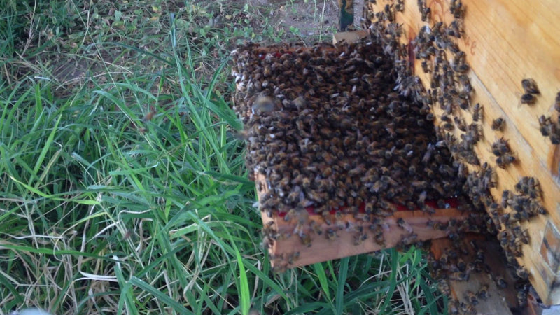 BeeWhisper 6.2 – Bienengift-Sammler